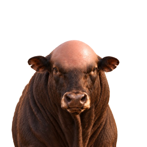 Portrait of the bald bull
